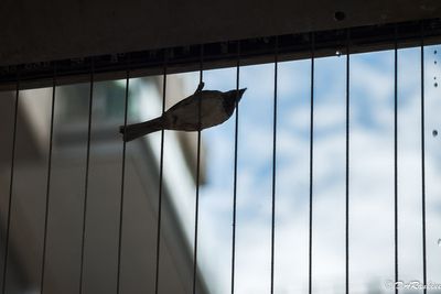 Sparrow on Wire