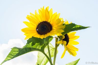 Sunflower's Sparkle