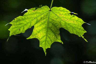 Leaf in Sunlight
