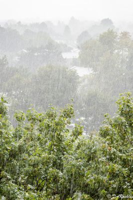 Rainfall in Parkwoods