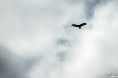 Turkey Vulture 