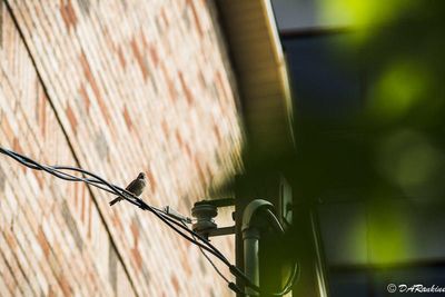 House Sparrow on Wire