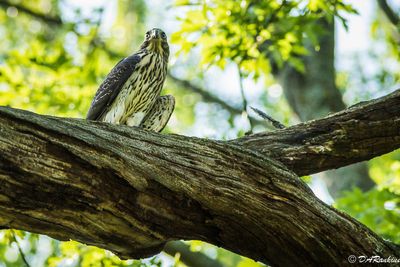Coopers Hawk