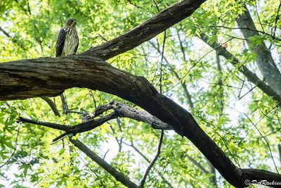 Coopers Hawk