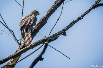 Juvenile Coopers Hawk