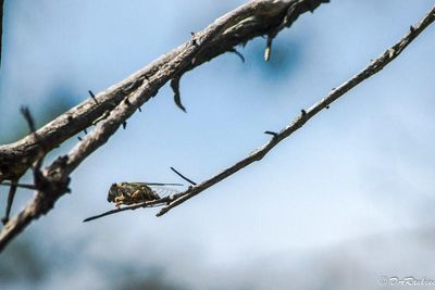 The Cicada Sings