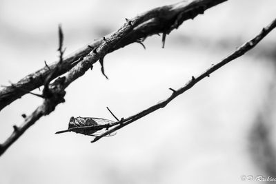 Out on a twig