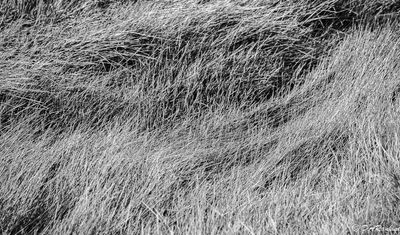Grass in the Stream