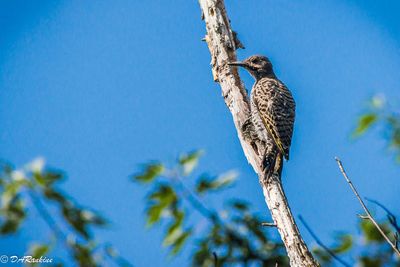 Nothern Flicker