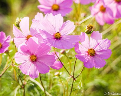 Cosmos in Pink