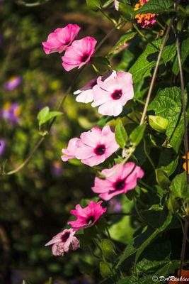 Black-eyed Susan