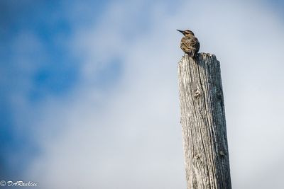 I think it is a juvenile woodpecker