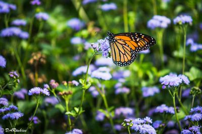 Monarch and Blue Billygoatweed