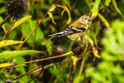 American Goldfinch on Purple Cone