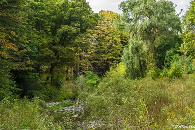 The Leaves are Turning