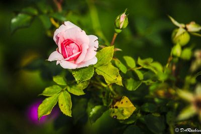 September's Rose