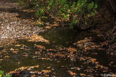 Autumn Leaves