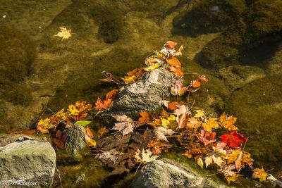 Autumn Leaves