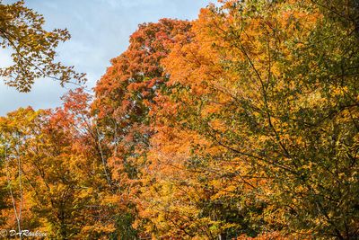 -- Autumn in Wilket Creek Park