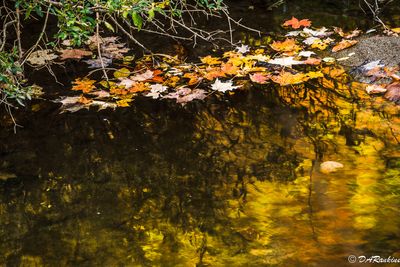Autumn in Wilket Creek Park --