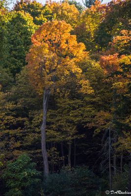 Sunlight in the Trees