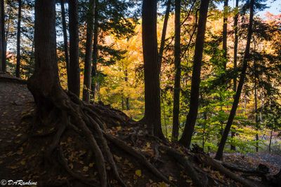 From Sunnybrook Park--