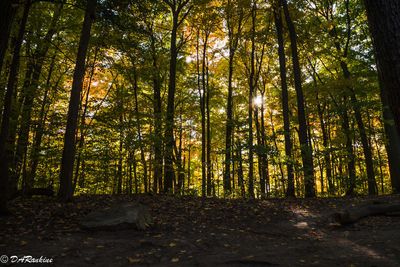 Sunlight in Sunnybrook Park