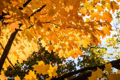 Leaves of the Norway Maple Tree