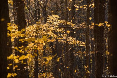 Maple in the Undergrowth