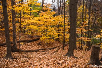 Beech in Autumn