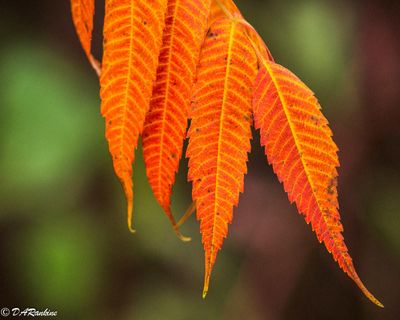 Sumac Leaves