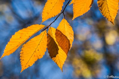 Autumn in Brookbanks Park--
