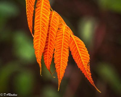 Staghorn in Autumn