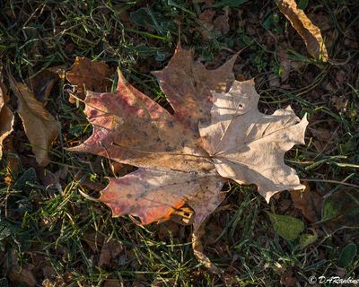 A Light Frost