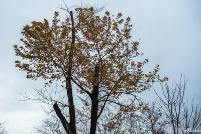 The Fading Autumn
