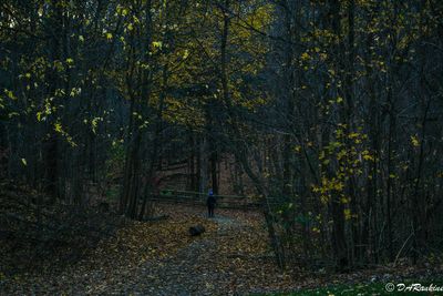 Late Evening Walk