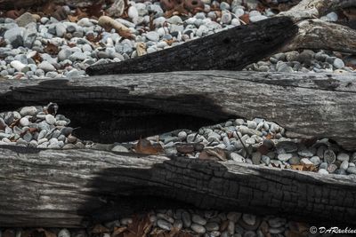 Fired Driftwood
