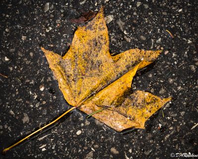 Maple Leaf 