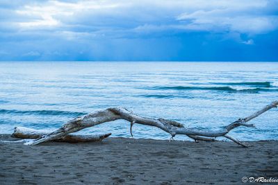 Driftwood in Blue
