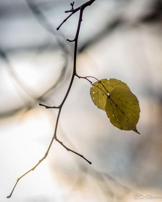 Twig with Leaves