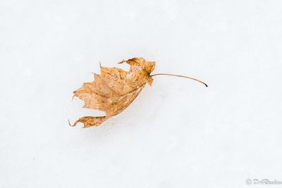 Leaf in the Snow I