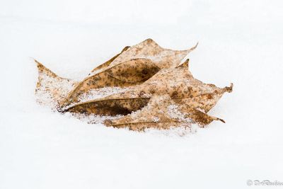 Leaf in the Snow II