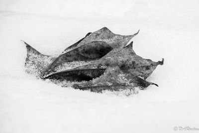 Leaf in Snow