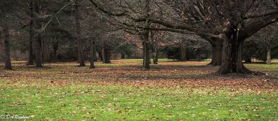 The Remains of Autumn