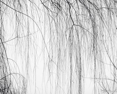 The willow strips for winter