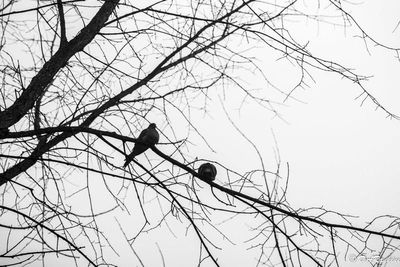 Two Doves I