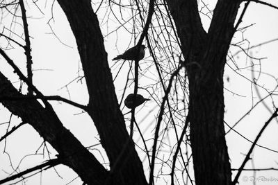 Two Doves II