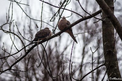 Two Doves in Winter