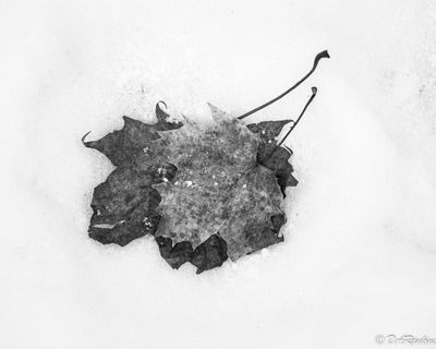 Leaves in the Snow