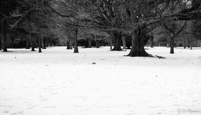 The Quiet of Winter